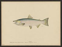 (Oncorhynchus nerka)