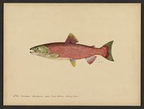 (Oncorhynchus nerka)