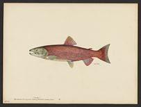 (Oncorhynchus nerka)