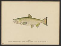 (Oncorhynchus tshawytscha)