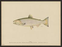 (Oncorhynchus tshawytscha)