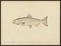 (Oncorhynchus tshawytscha)