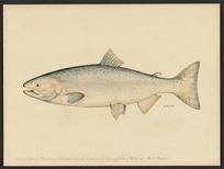 (Oncorhynchus tshawytscha)