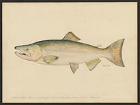 (Oncorhynchus tshawytscha)