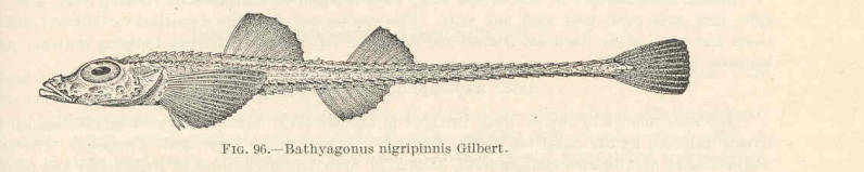 (Bathyagonus nigripinnis)