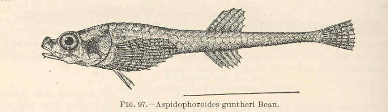 (Ulcina olrikii) 7p Aspidophoroides guntheri