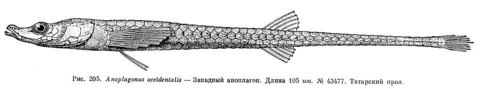 (Anoplagonus occidentalis)