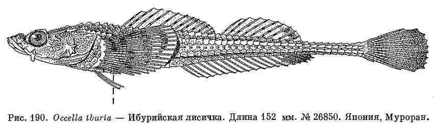 (Occella iburia)