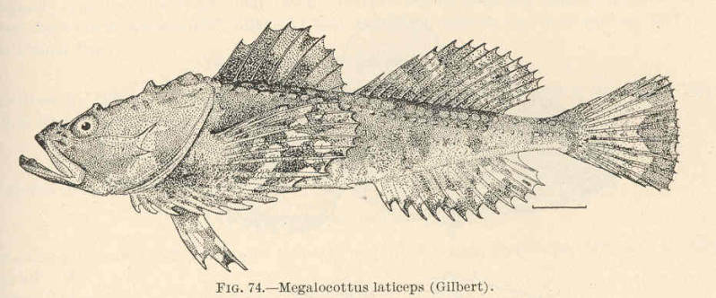 (Megalocottus platycephalus platycephalus) 1p Megalocottus laticeps