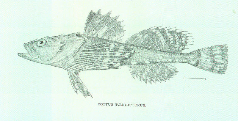 (Megalocottus platycephalus taeniopterus) 1p Cottus taeniopterus