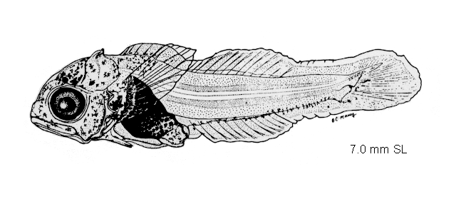 (Myoxocephalus aenaeus)