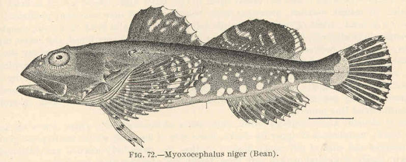 (Myoxocephalus niger)
