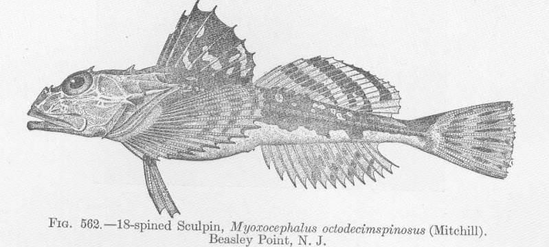 (Myoxocephalus octodecemspinosus)