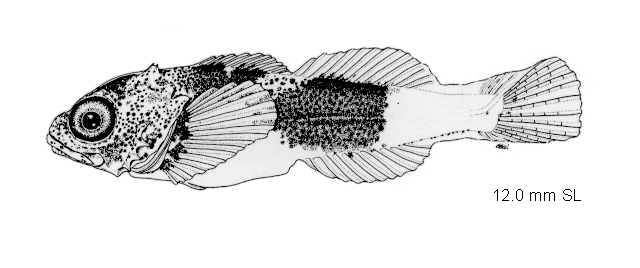 (Myoxocephalus polyacanthocephalus)
