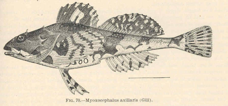 (Myoxocephalus scorpioides) 6p Myoxocephalus axillaris