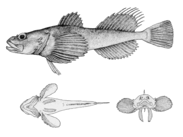 (Myoxocephalus thompsonii)