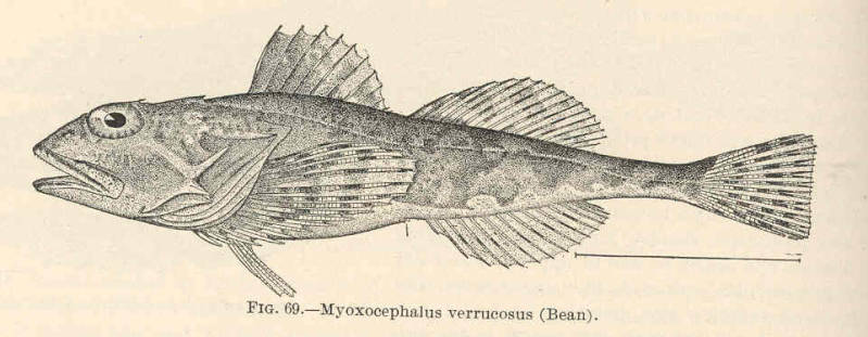 (Myoxocephalus verrucosus)
