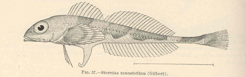 (Triglops xenostethus)