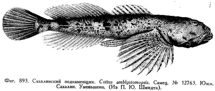 (Cottus amblystomopsis)