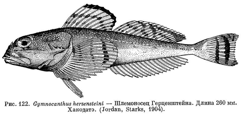 (Gymnocanthus herzensteini)