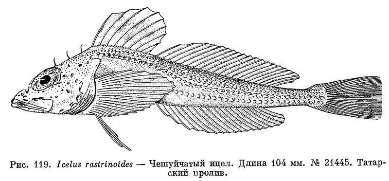 (Icelus rastrinoides)