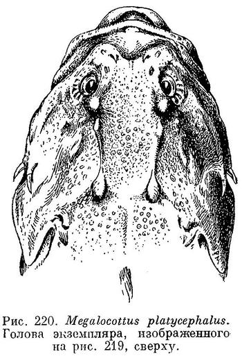 (Megalocottus platycephalus platycephalus)