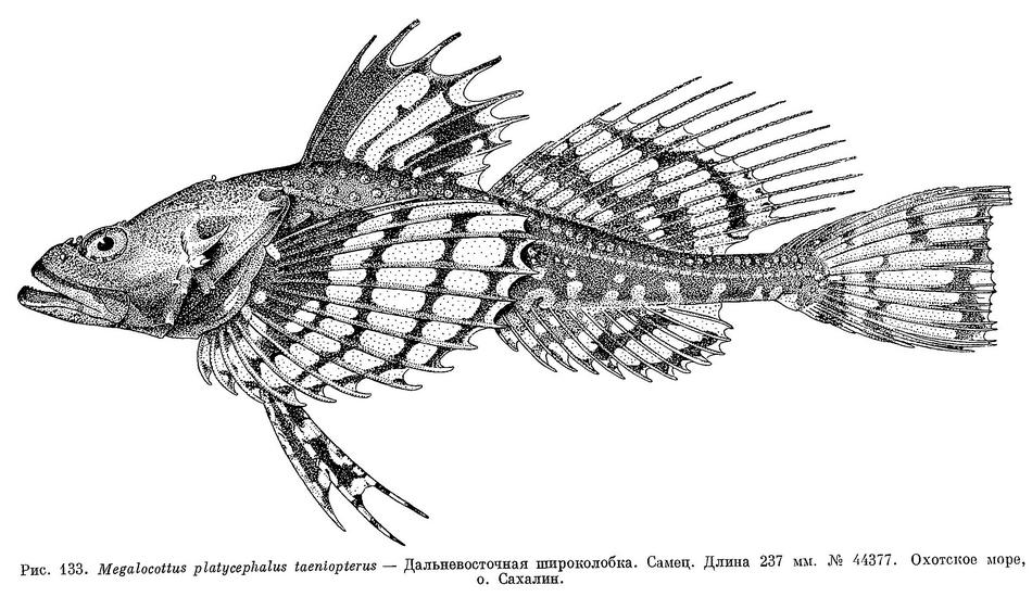 (Megalocottus platycephalus taeniopterus)