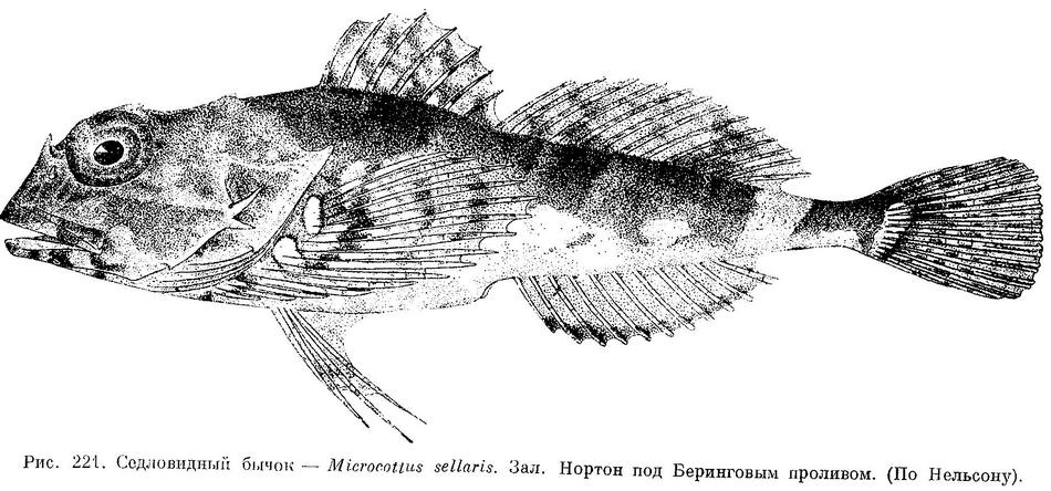 (Microcottus sellaris)