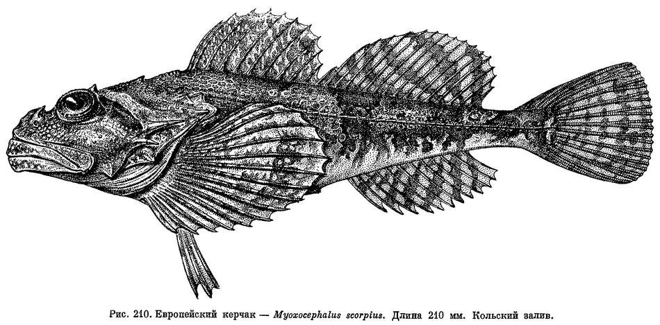 (Myoxocephalus scorpius)
