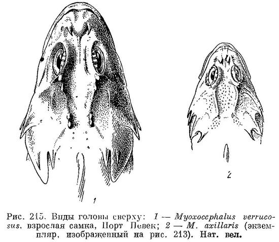(Myoxocephalus scorpioides)