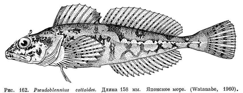 (Pseudoblennius cottoides)