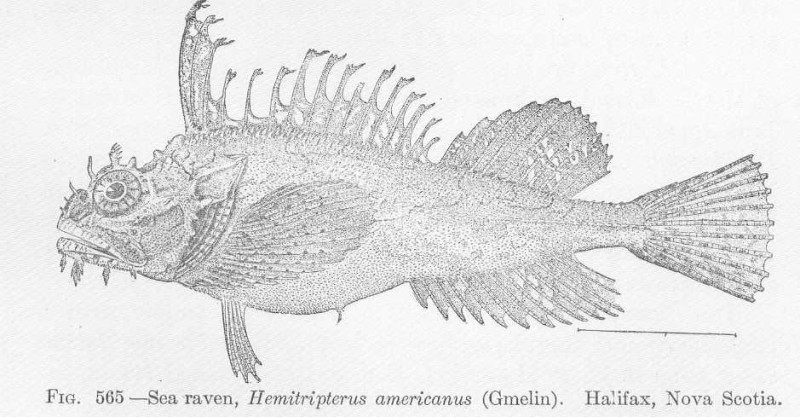 (Hemitripterus americanus)