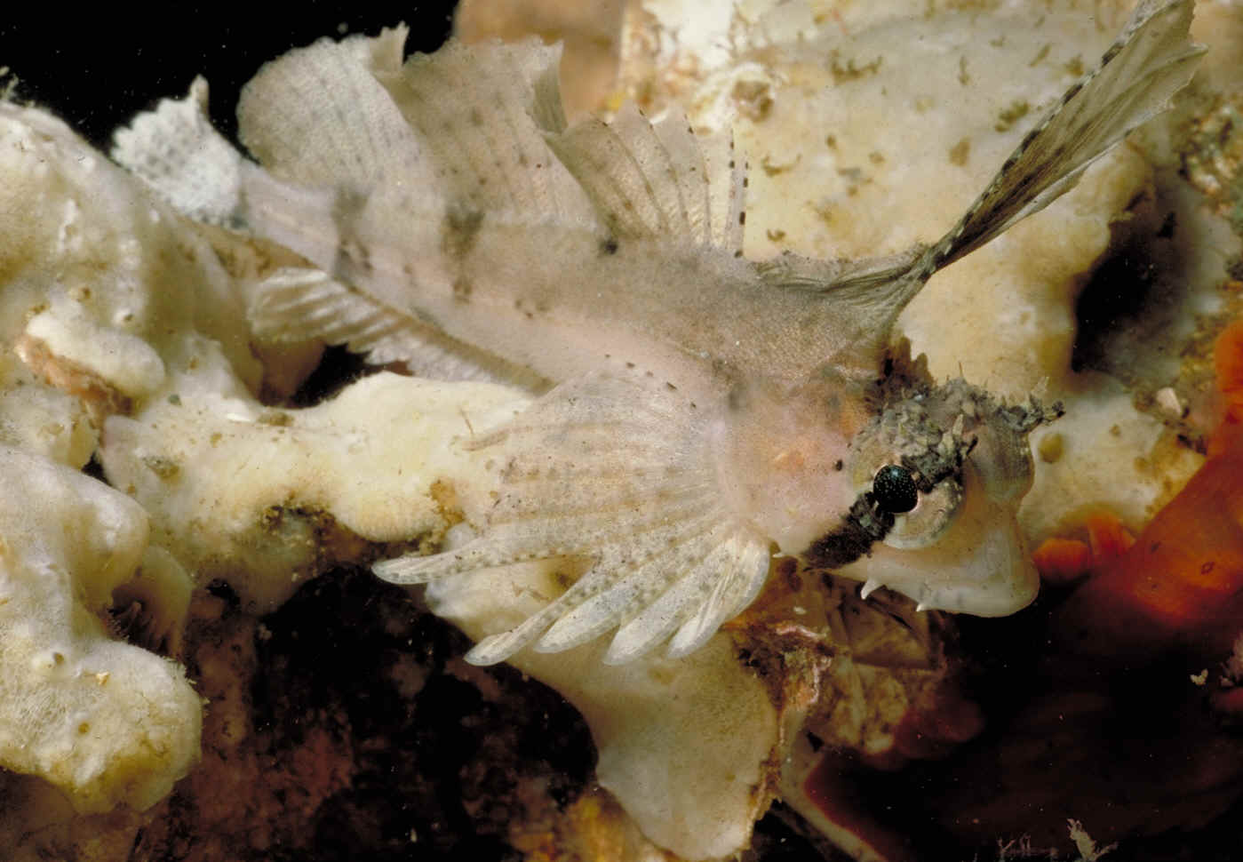 (Nautichthys oculofasciatus)
