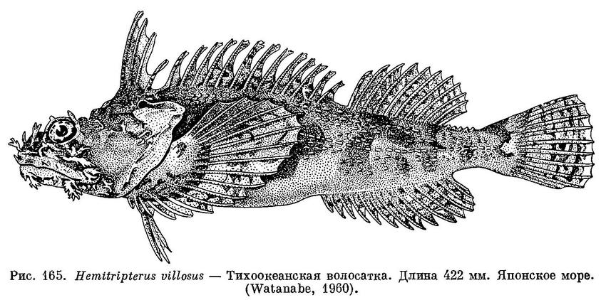 (Hemitripterus villosus)