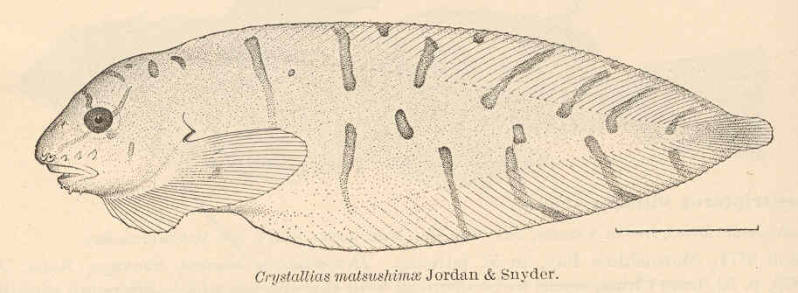 Представитель рода Кристаллиновые липарисы