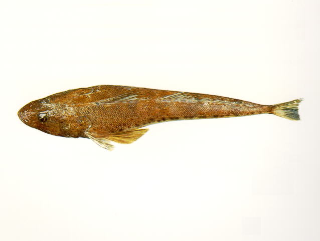 (Platycephalus bassensis)
