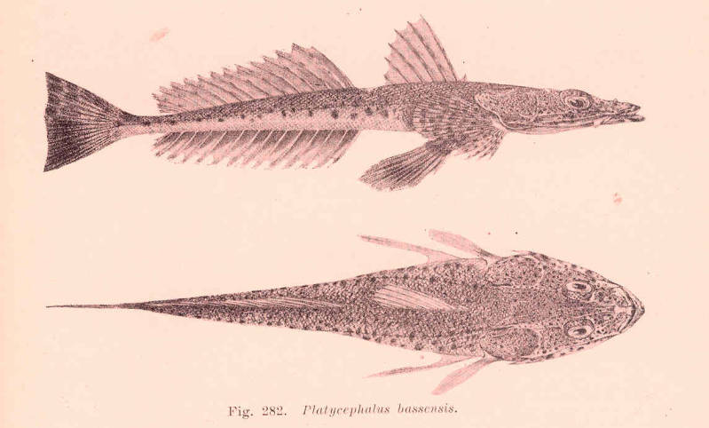 (Platycephalus bassensis)