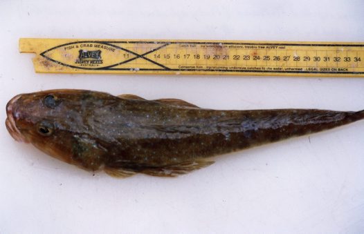 (Platycephalus caeruleopunctatus)