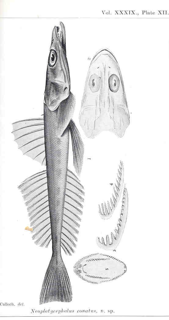 (Platycephalus conatus)