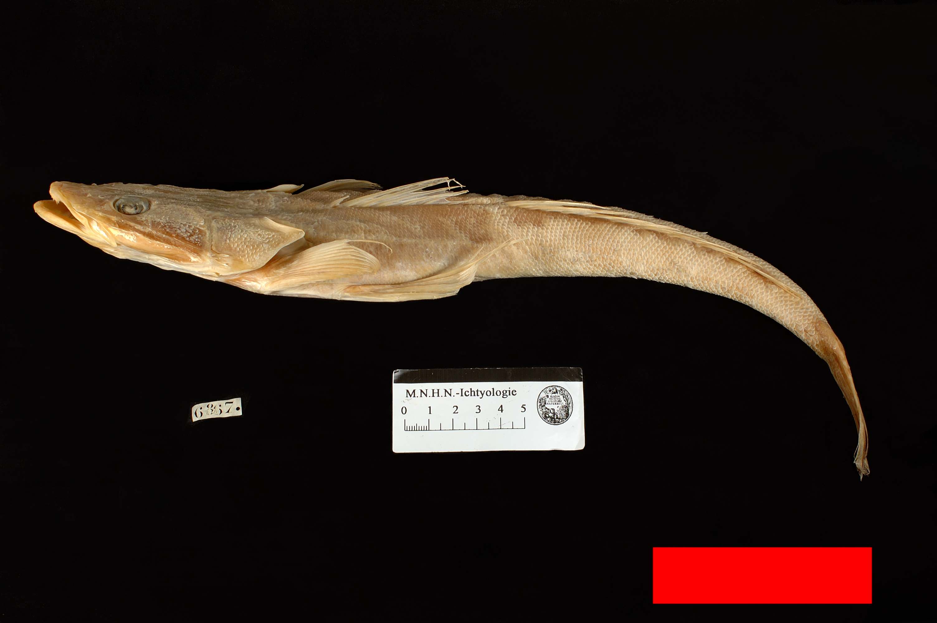 (Platycephalus fuscus)