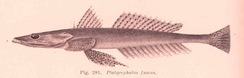 (Platycephalus fuscus)