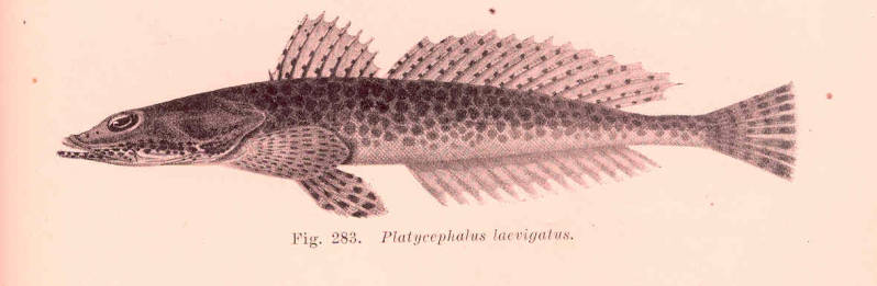 (Platycephalus laevigatus)