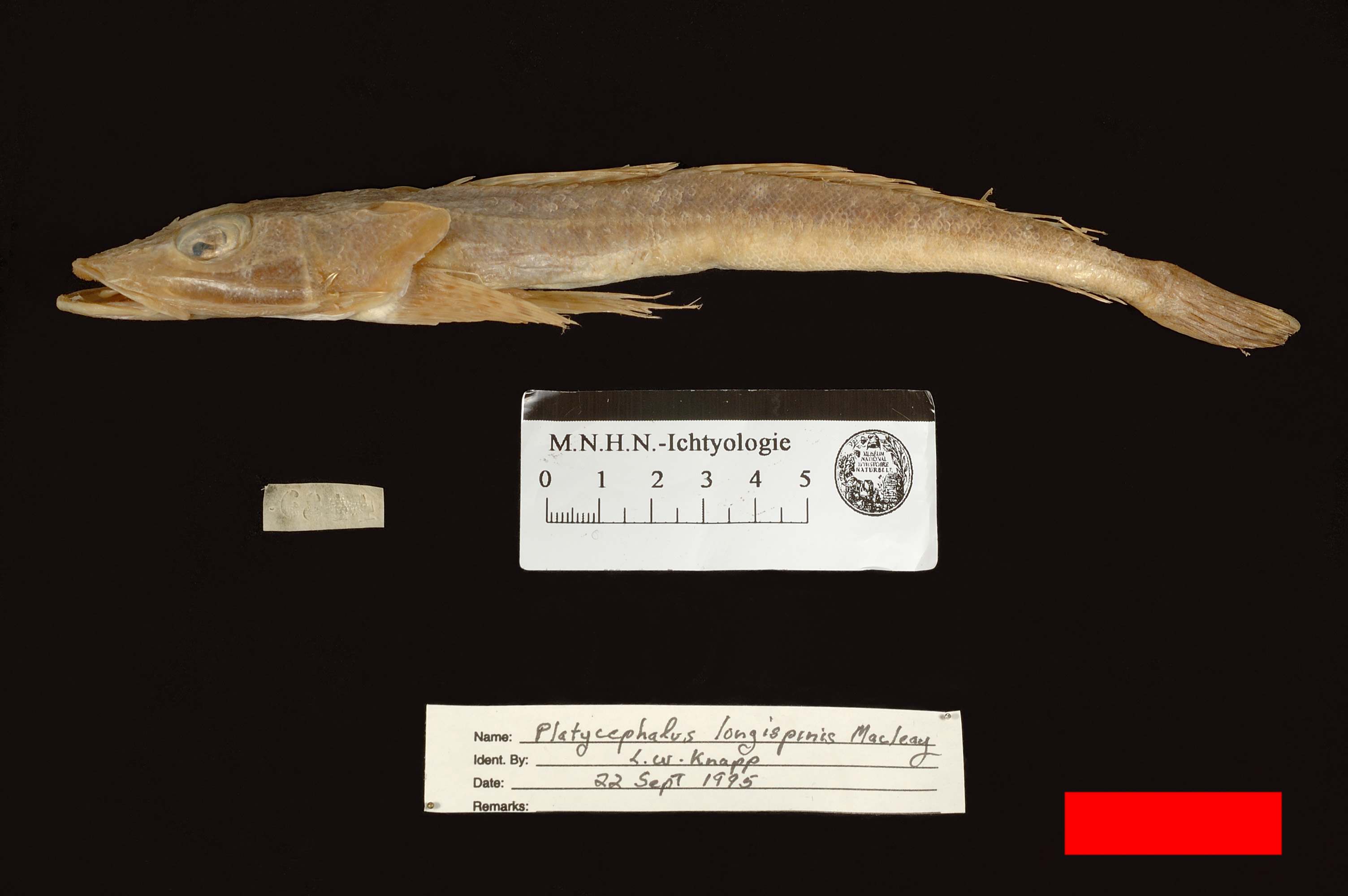 (Platycephalus longispinis)