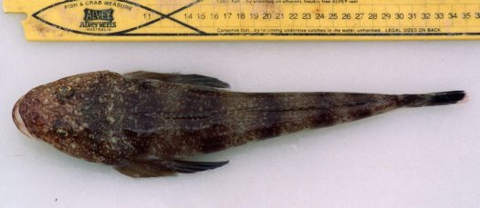 (Platycephalus marmoratus)