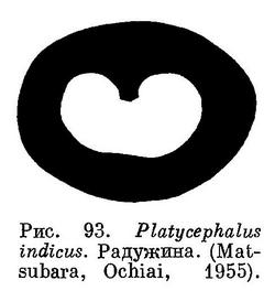 (Platycephalus indicus)
