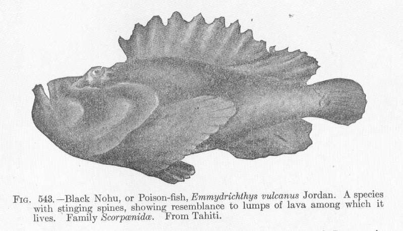 (Synanceia verrucosa) 40p Emmydrichthys vulcanus
