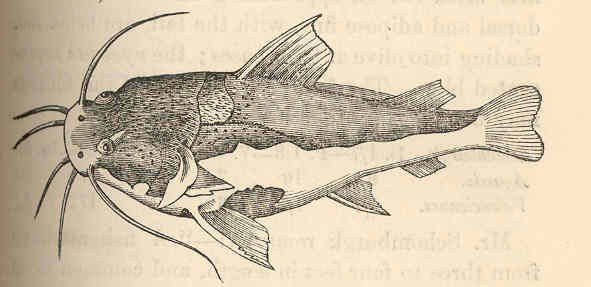 (Phractocephalus hemioliopterus)