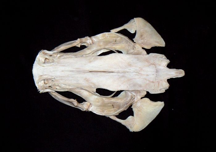 (Pseudoplatystoma fasciatum)