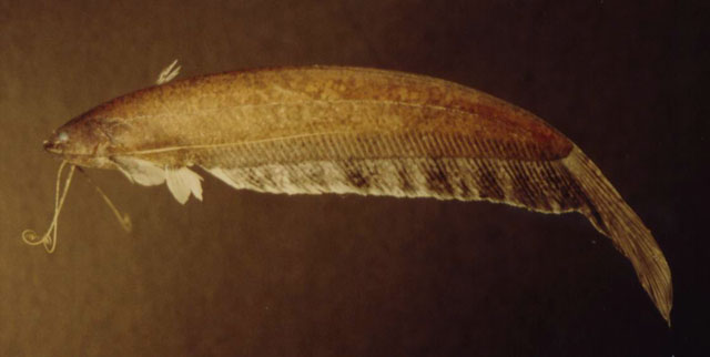 (Silurichthys indragiriensis)