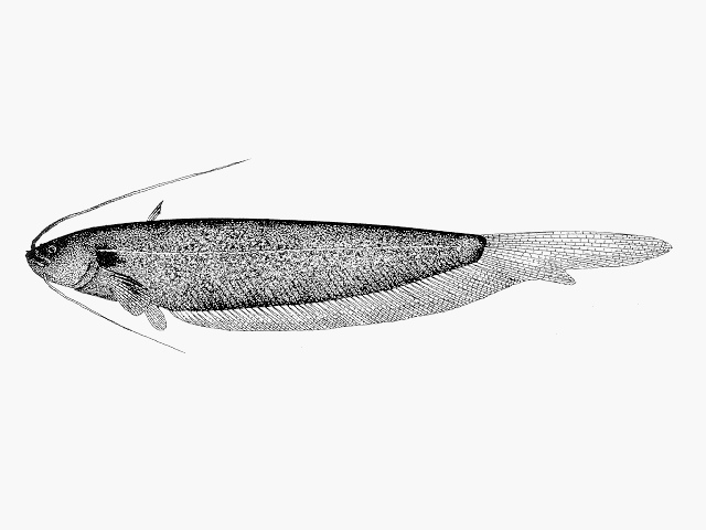 (Silurichthys phaiosoma)